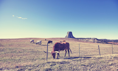 Vintage stylized cows and bison with Devils Tower in distance, top attraction in Wyoming State, USA. 