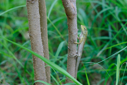 chameleon in nature.