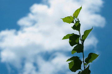 Mulberry berries and Sky