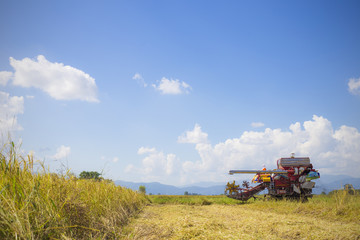 Farmer doing harvest by harvester.