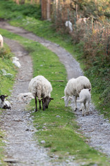 La via delle pecore
