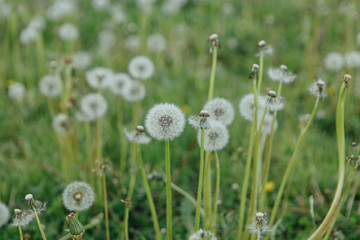Air dandelions on a green field.