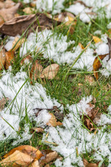 First autumn snow fell in early November. He hid more green grass and yellow fallen leaves,  began to melt
