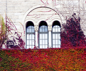 Beautiful autumn multicolor foliage on old windows