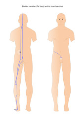 acupuncture: Bladder meridian (Tai Yang) and tis inner branches