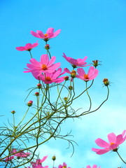 秋空とコスモス