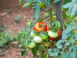 Fresh red tomatoes on the plant
