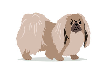 Pekingese Isolated on White Background.