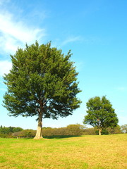 Fototapeta na wymiar 秋の草原と大木