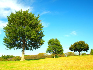 Fototapeta na wymiar 秋の草原と大木