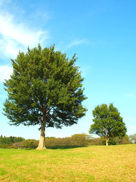 秋の草原と大木