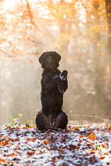 Black dog sitting in autumn forest