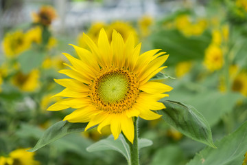 The beautiful sunflowers.