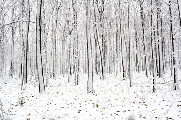 Winter oak forest in snow with oak leaves on snow