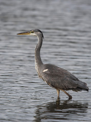Grey Heron, Heron, Ardea cinerea