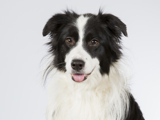 Border collie dog portrait. Image taken in a studio.