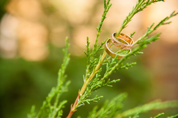 Wedding rings on branch