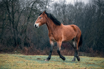 Wild dirty free horse mustang 