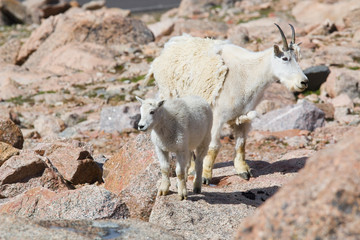 Baby Mountain Goats on Mount Evans