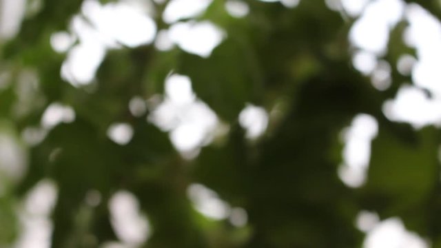 цветок королевская герань создает микроклимат в офисе
