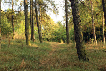 Fototapeta premium Path in the forest
