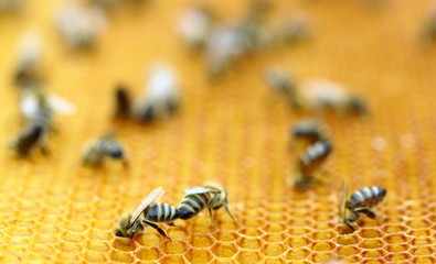 Bees in honeycomb