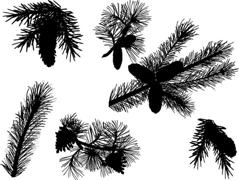 black pine branches silhouettes isolated on white