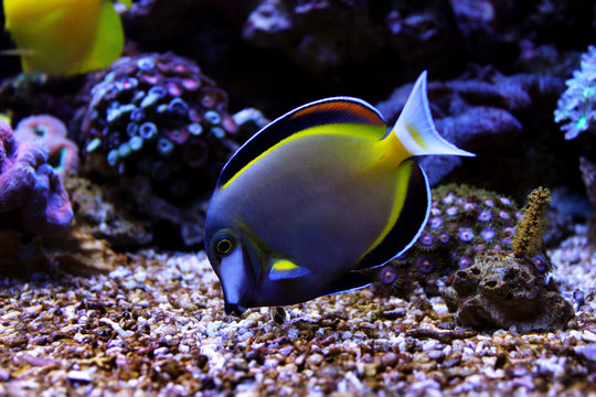 Powder Brown Tang (Acanthurus japonicus)