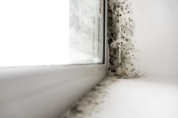 Fotobehang fungus on the windows © burdun