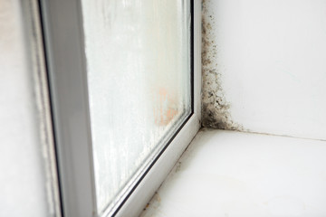 fungus on the windows