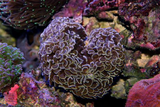 Brown Hammer LPS Coral
