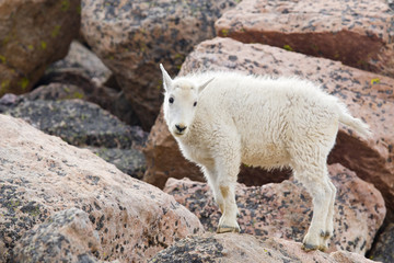 Baby Mountain Goats on Mount Evans