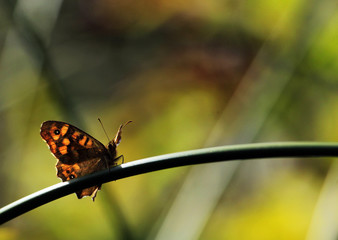 Tiny Butterfly
