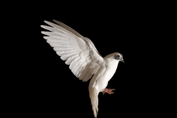 white dove of peace flying on a black background