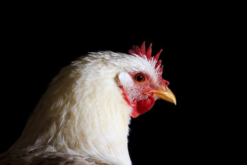 white chicken on a black background portrait
