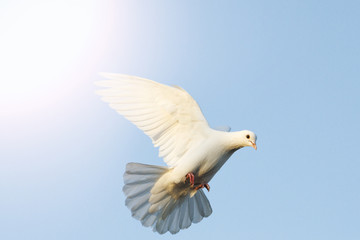 white dove flying in the blue sky with sunny hotspot