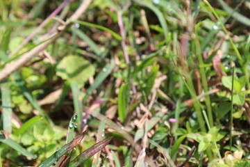 Dew drops on grass blades
