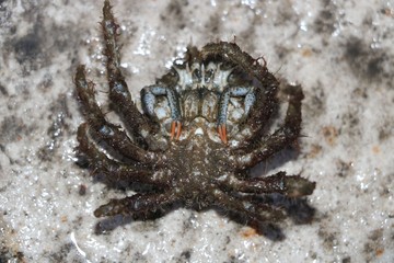 Male spider crab