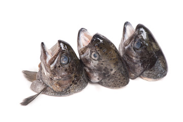 Heads of trout fish