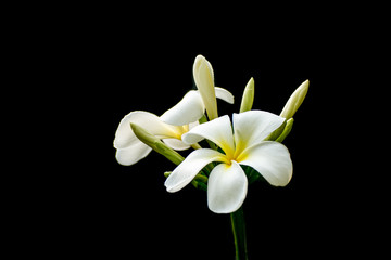 white plumeria