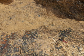 Red dragon fly on stone