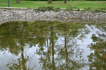 Pond water with reflection of trees and grey sky