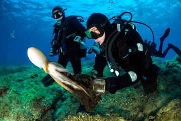 Scuba divers on decompression stop are playing with octopus vulg © _jure
