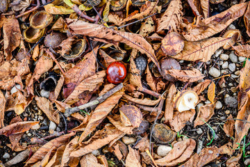 Horse chestnut - Aesculus hippocastanum on forest floor with lea