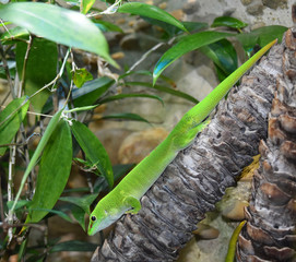 Green lizard sitting on the tree