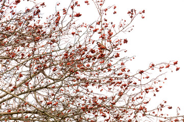 Autumn Wild Berries