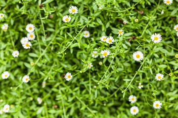 white daisy flowers