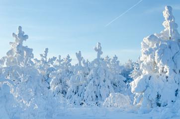 Beautiful landscape with trees covered by snow. Cold day in the snowy winter forest. Toned.