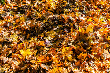 Colorful autumn maple leaves in orange yellow and brown color.