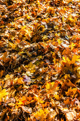 Colorful autumn maple leaves in orange yellow and brown color.